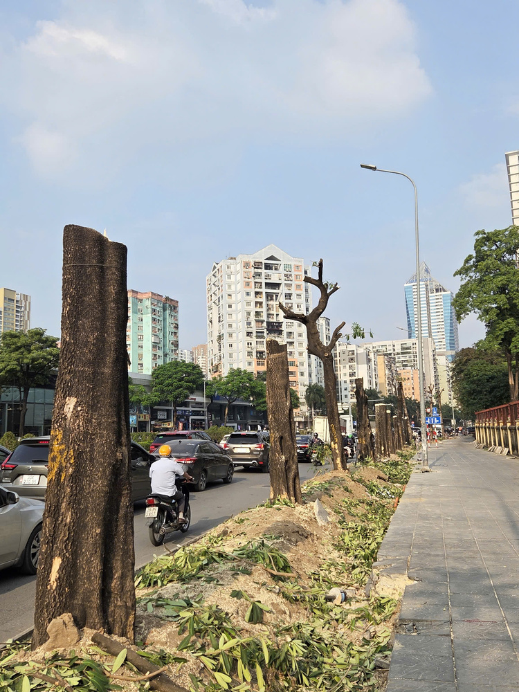 Ha Noi chat cay xen he mo rong cac nut