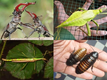 Hà Nội liên tục ô nhiễm, đây là bí quyết chọn máy lọc không khí phù hợp nhất cho gia đình bạn 5 4 loài côn trùng độc lạ được giới thú cưng săn lùng: Có con bé xíu giá 2 tỷ đồng vẫn hút khách