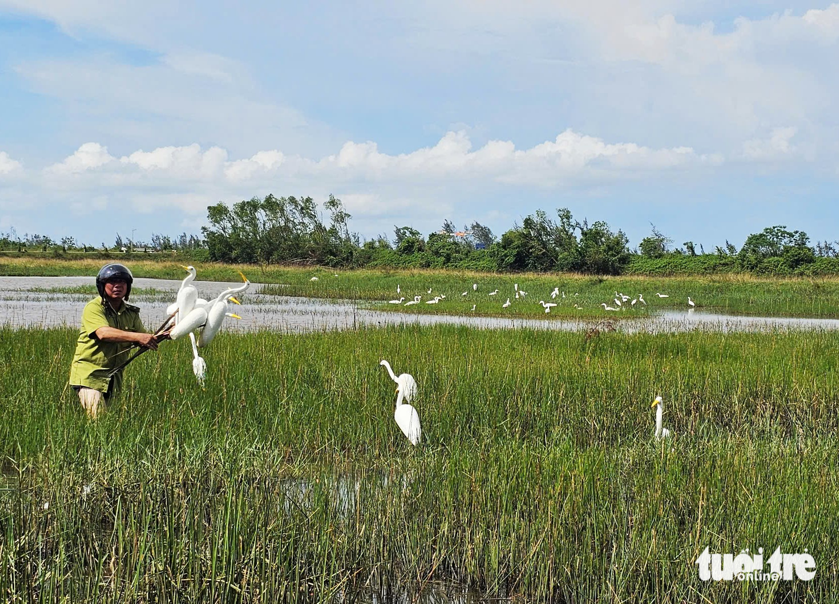 chim trời - Ảnh 1.
