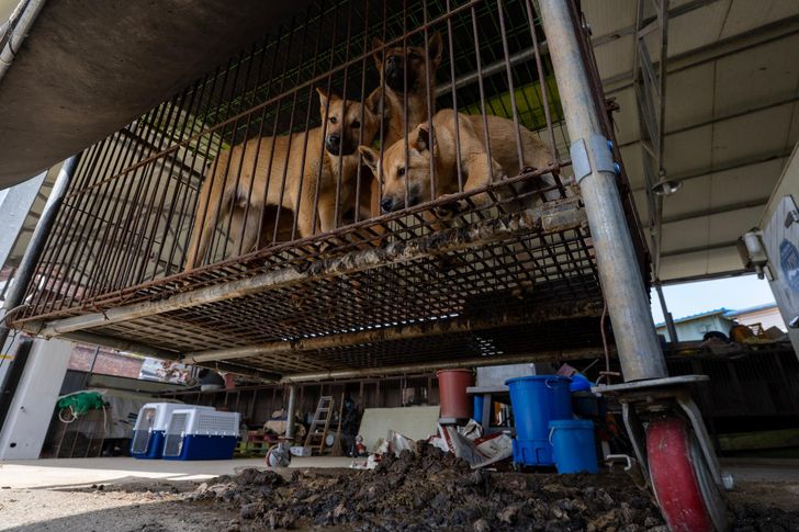 thịt chó - Ảnh 1.