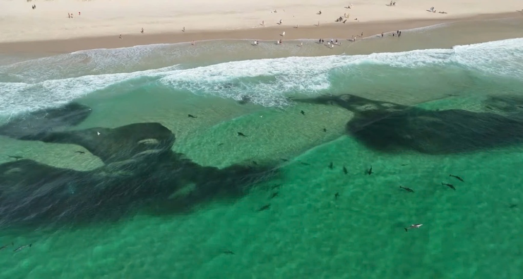 Hàng trăm con cá mập kéo đến săn mồi sát bãi tắm, du khách đứng hình - 1