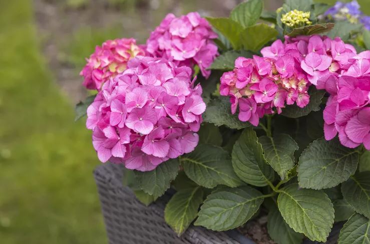 10 loại cây trồng trước nhà cực hợp: Hàng xóm nhìn thấy sẽ phải gọi điện ngay cho bạn- Ảnh 1.