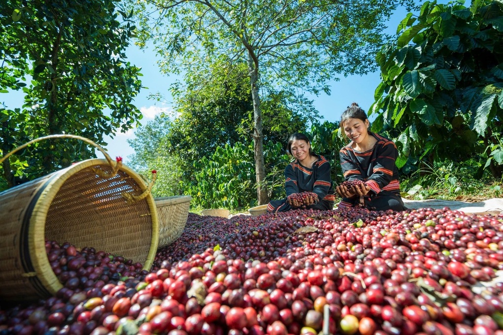 Hé lộ quốc gia chi hơn 1 tỷ USD nhập cà phê Việt Nam - 2