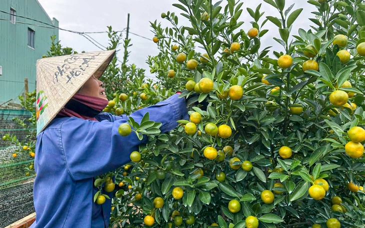 Hoa cúc thối rễ, nông dân làng hoa lớn tại Đà Nẵng lo mất trắng vụ Tết - Ảnh 9.