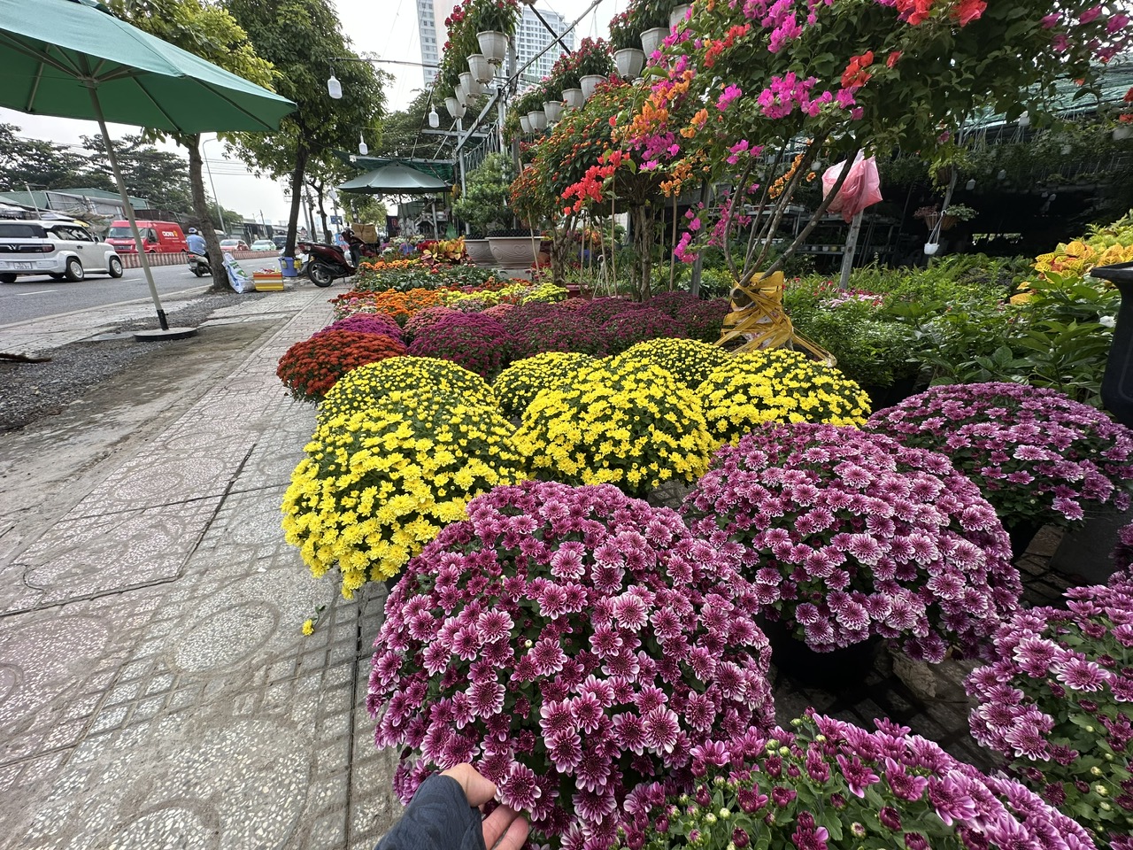 Hoa kiểng đổ về TP.HCM đón tết sớm- Ảnh 2.