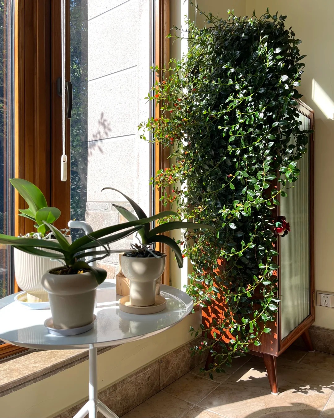 Trồng cây 'cá vàng' dịp cuối năm: Hoa nở như 'bơi' tiền vào két, xả xui cực tốt mà tôi trồng 6 năm vẫn mê- Ảnh 2.