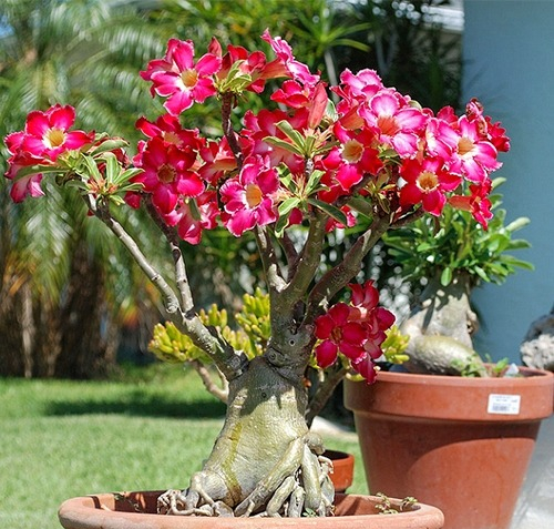 Phát ghen với nhà nào trồng 4 cây này: Hoa thơm quả đẹp, ví như 