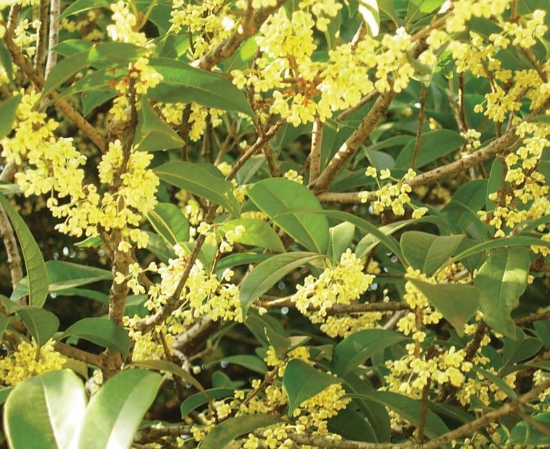 Phát ghen với nhà nào trồng 4 cây này: Hoa thơm quả đẹp, ví như 