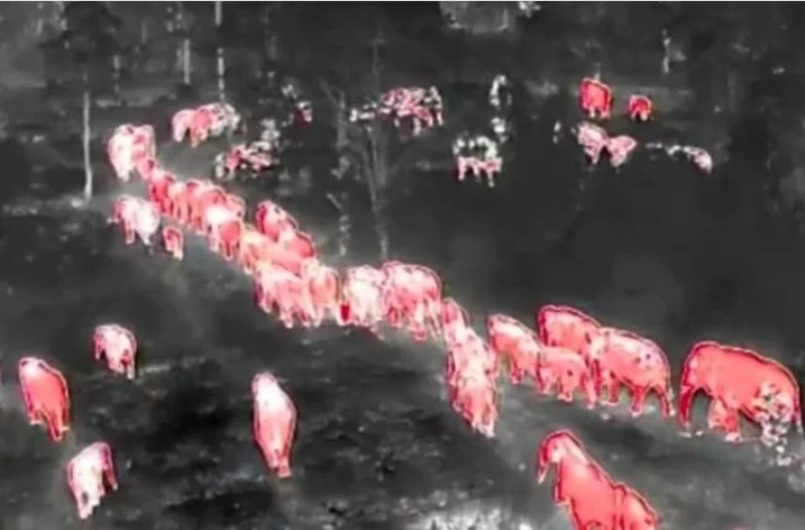 Hơn 100 sinh vật khổng lồ tràn qua khu rừng lúc 2h sáng, cảnh tượng khiến người dân thấp thỏm cả đêm- Ảnh 1. Hơn 100 sinh vật khổng lồ tràn qua khu rừng lúc 2h sáng, cảnh tượng khiến người dân thấp thỏm cả đêm- Ảnh 1.