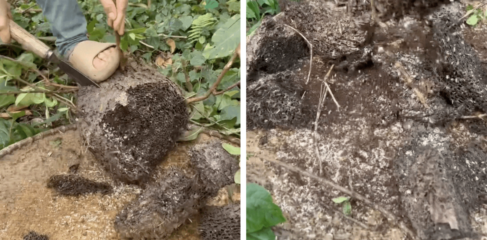 Món quà rừng hiếm nhất Đông Bắc: Kẻ rùng mình né xa, người mê đến độ dị ứng vẫn cố ăn- Ảnh 2.