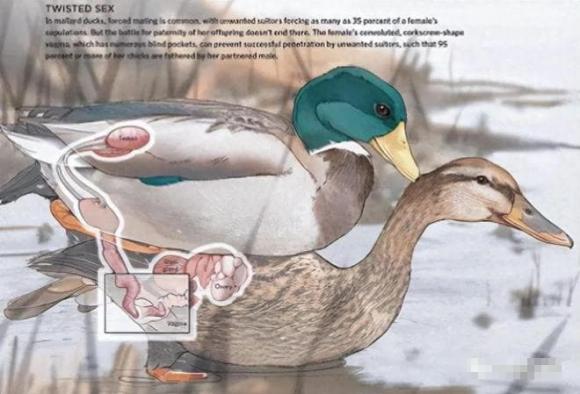 dong-vat (1).jpg 0 tiến hoá, con đực