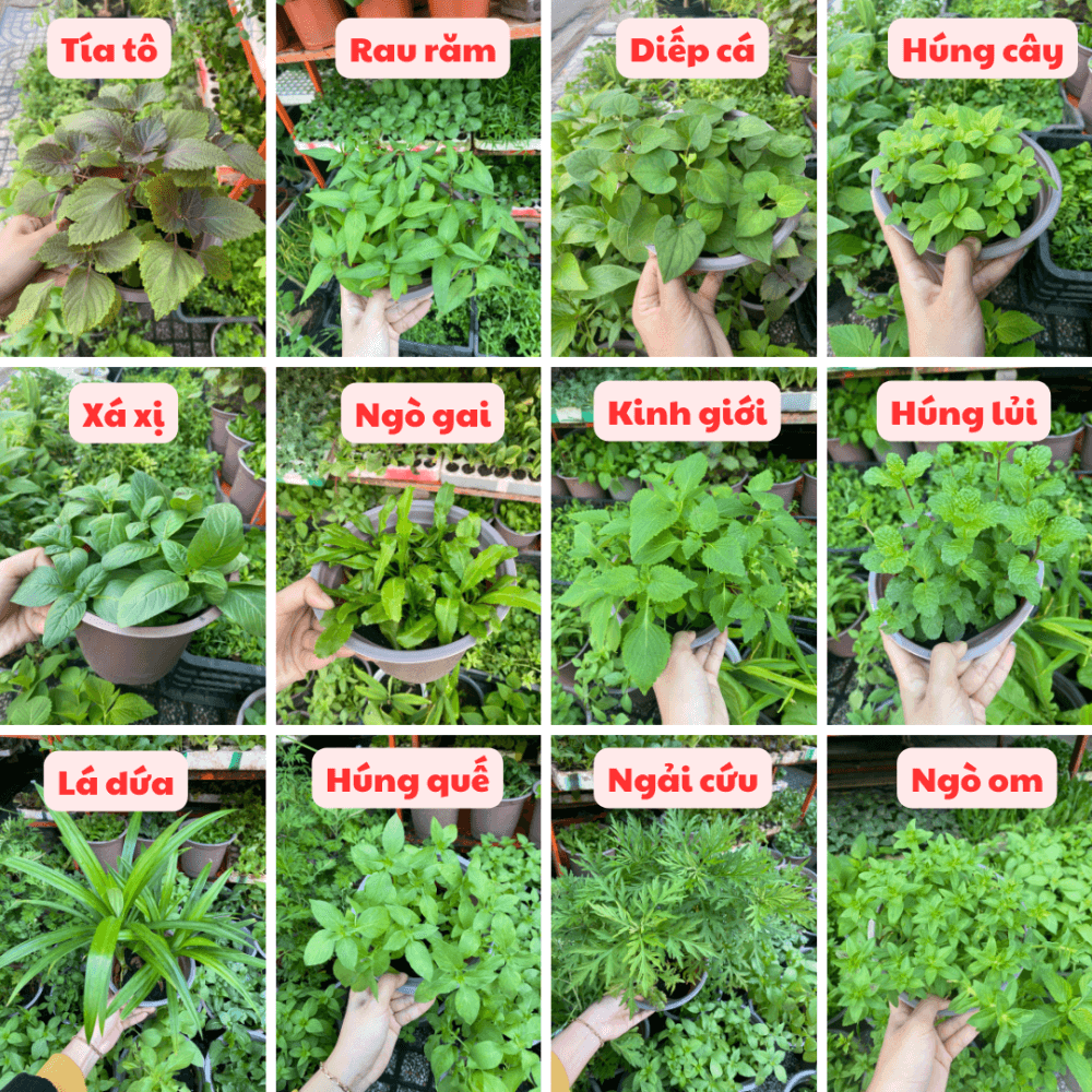 Khách Hàn đến Việt Nam đi ăn đặc sản, sợ một loại rau đến mức... phải viết lên áo- Ảnh 4. Khách Hàn đến Việt Nam đi ăn đặc sản, sợ một loại rau đến mức... phải viết lên áo- Ảnh 4.