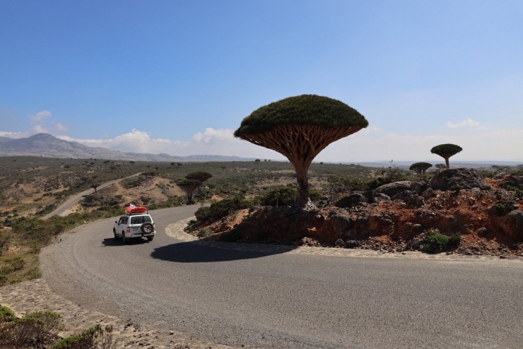 Khách Việt đi 140 quốc gia, chi hơn 100 triệu tới đảo kỳ lạ nhất thế giới 1 Cây huyết rồng có hình dáng như cây nấm khổng lồ, mọc giữa đất đá khô cằn