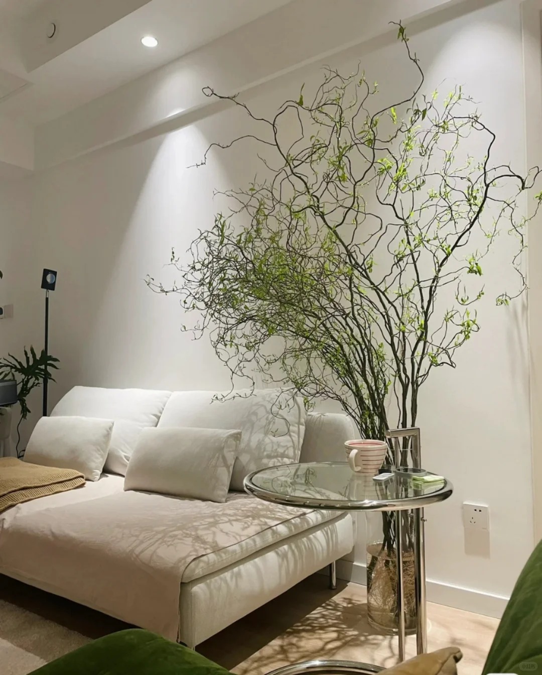 Thú chơi Liễu Rồng: Khi những 