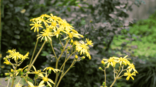 Nam nghệ sĩ xây biệt thự ở ẩn, U80 sống “lẻ bóng”: Không nghỉ hưu, thức đến 4h sáng làm việc vẫn hài lòng- Ảnh 5.