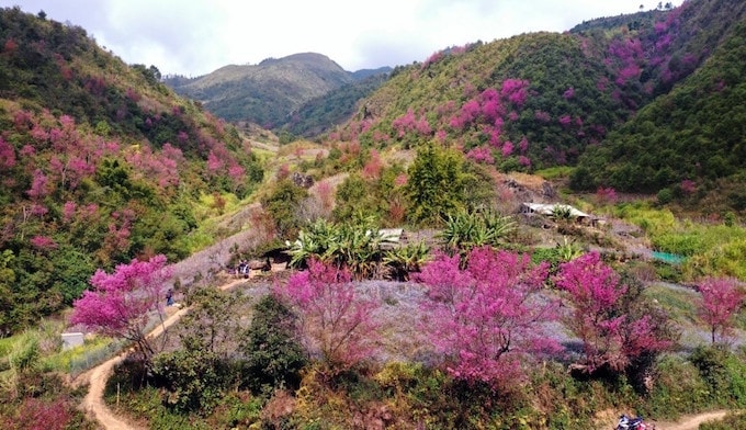 Không phải Hàn Quốc, Nhật Bản, đây là nơi đang có hoa mai anh đào nở rực 1 góc trời: Cách Hà Nội 300km- Ảnh 1.