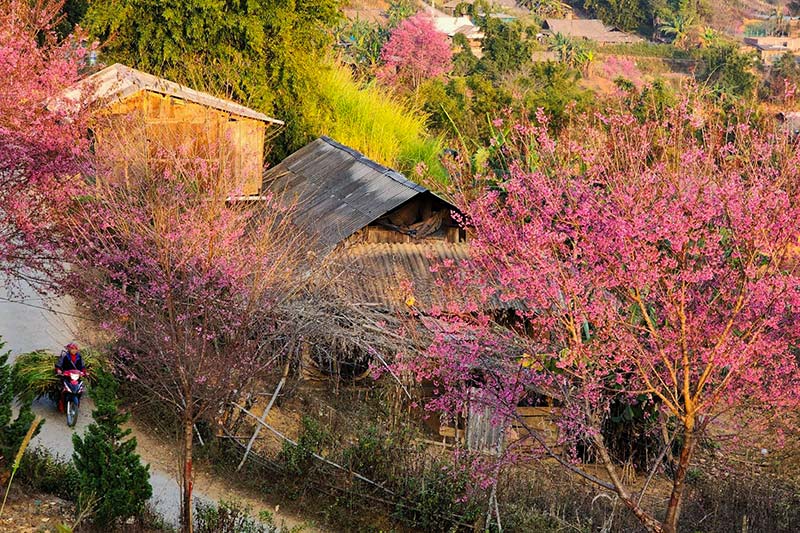 Không phải Hàn Quốc, Nhật Bản, đây là nơi đang có hoa mai anh đào nở rực 1 góc trời: Cách Hà Nội 300km- Ảnh 2.
