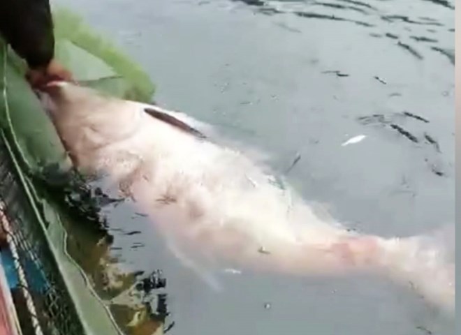 Bắt được Bắt được