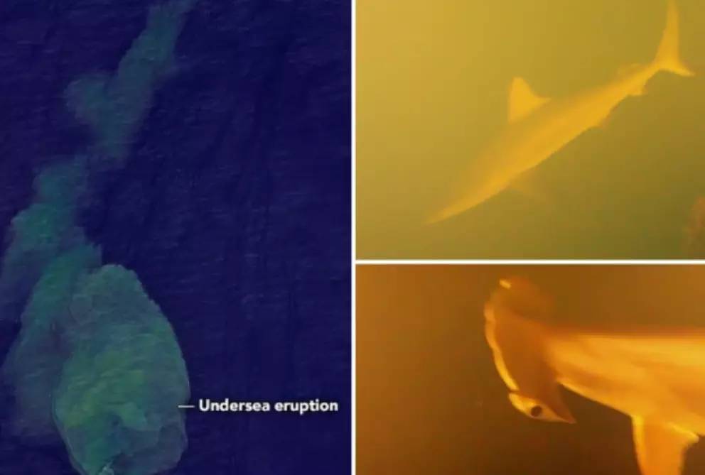 Kinh ngạc phát hiện “Vương quốc cá mập” bên trong miệng núi lửa đang sôi sục dưới đáy biển- Ảnh 1. Kinh ngạc phát hiện “Vương quốc cá mập” bên trong miệng núi lửa đang sôi sục dưới đáy biển- Ảnh 1.