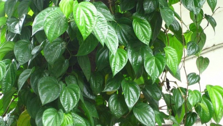 Lá trầu không có tác dụng chữa bệnh gì? 1 Lá trầu không từng hiện diện trong hầu hết các gia đình Việt Nam xưa, từ nghi lễ cưới hỏi, thờ cúng đến những bài thuốc dân gian trị ho, đau đầu, viêm nhiễm.