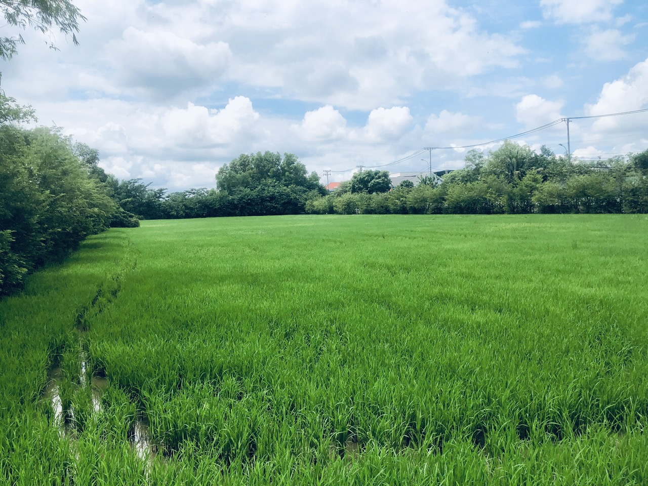 Làm sao xác định ai là đồng sử dụng đất hộ gia đình khi số hóa trong VNeID? 1 số hóa - Ảnh 1.