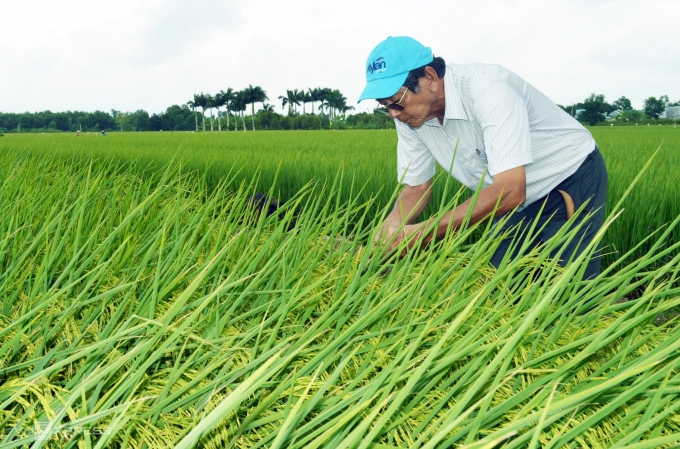 Ông Hồ Quang Cua trên cánh đồng lúa ST25. Ảnh: Chúc Ly