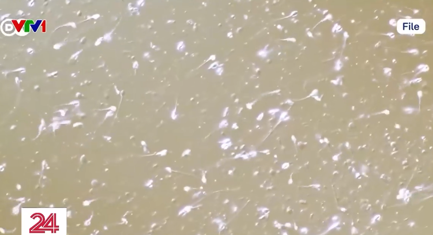 Lỗ hổng trong ngành thương mại tinh trùng tại châu Âu- Ảnh 1.