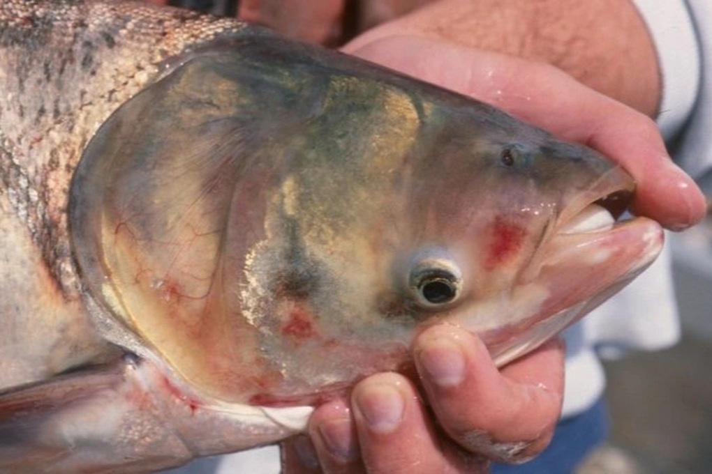 Loại cá Việt bình dân nhiều DHA như cá hồi, nấu được nhiều món - 1