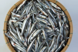 3 loại cá "tốt hơn cả cá hồi", ở chợ Việt vừa nhiều vừa rẻ nhất cái số 1