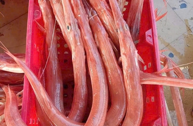 Loài cá có hình dạng độc nhất vô nhị ở Việt Nam, là món ngon được giới nhà giàu 