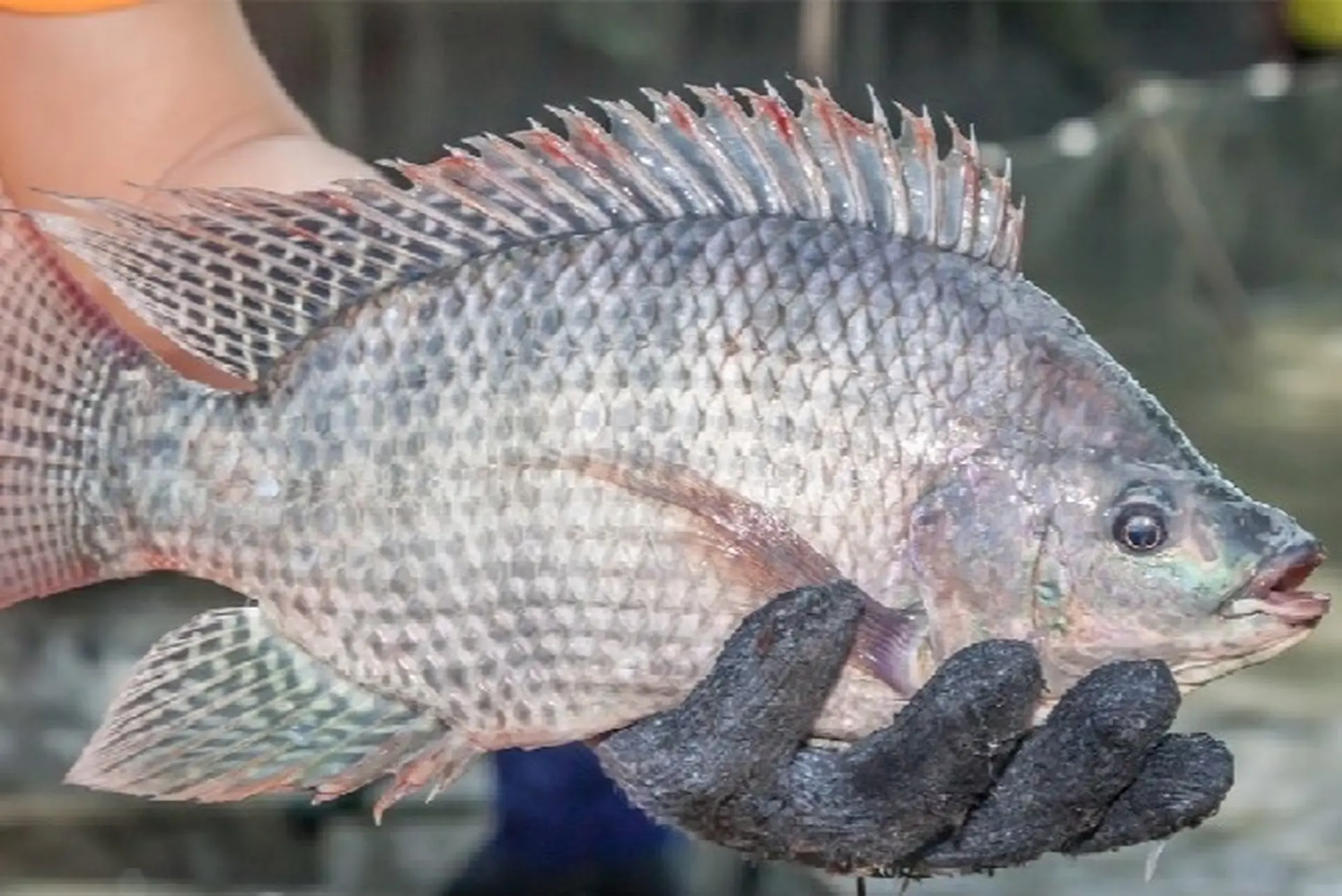 Loại cá dân dã của Việt Nam được ví như “cá hồi thịt trắng”, đạm gấp 7 lần sữa, giá siêu rẻ nấu thế này ăn không thừa một miếng 1 Loại cá dân dã của Việt Nam được ví như “cá hồi thịt trắng”, đạm gấp 7 lần sữa, giá siêu rẻ nấu thế này ăn không thừa một miếng - 1