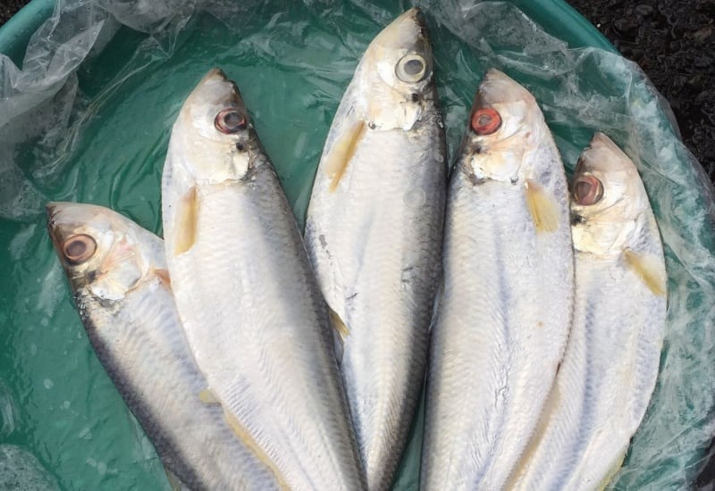 Loại cá được mệnh danh là Loại cá được mệnh danh là