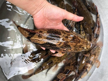 Loài cá trốn trong bùn nhìn tối thui, thịt trắng và dai thơm như thịt gà, giá cao vẫn bán đắt như tôm tươi