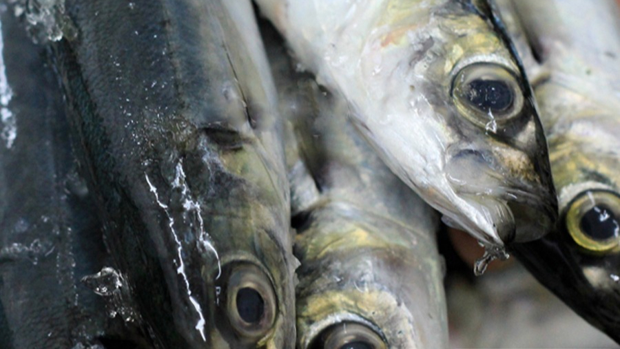 Loại cá nhìn xấu mã nhưng tốt ngang nhân sâm, cao thủ ẩm thực gặp là mua liền- Ảnh 2. Loại cá nhìn xấu mã nhưng tốt ngang nhân sâm, cao thủ ẩm thực gặp là mua liền- Ảnh 2.