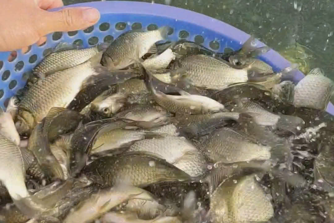Loại cá nhỏ, rẻ nhưng được thầy thuốc xưa gọi là ‘đại bổ’, nhiều nhà nấu mãi mà không biết giá trị thật- Ảnh 3. Loại cá nhỏ, rẻ nhưng được thầy thuốc xưa gọi là ‘đại bổ’, nhiều nhà nấu mãi mà không biết giá trị thật- Ảnh 3.