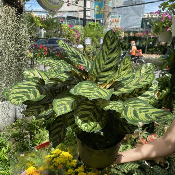 đuôi công, cây cảnh, phong thủy