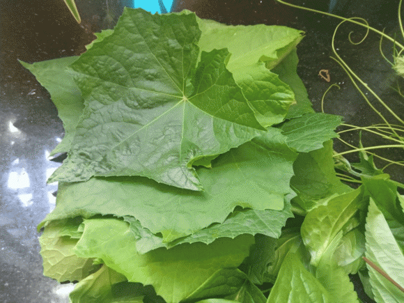 Lá mướp, công dụng của lá mướp