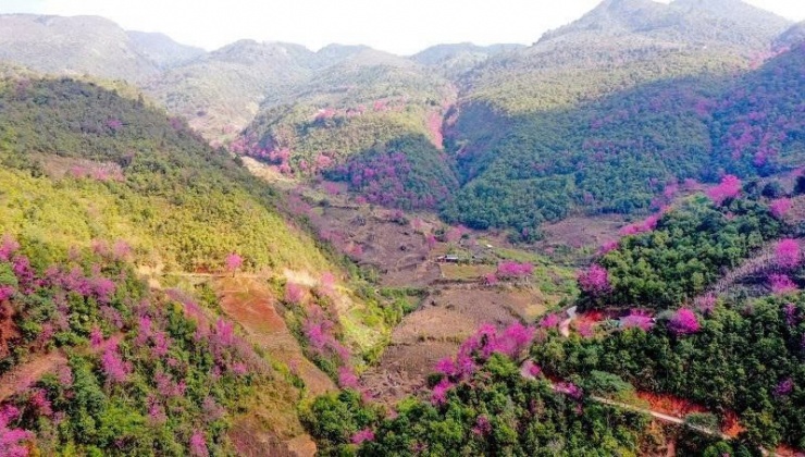 Loài hoa báo Tết của người H'Mông bung nở khắp núi rừng - 1