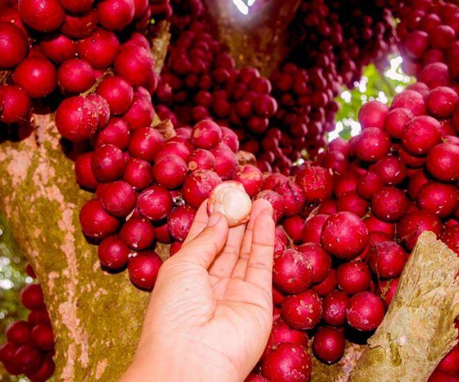 Loại quả màu đỏ mọc chi chít từ cành xuống thân là đặc sản Đắk Lắk, vị ngon ngọt ai ăn một lần là amp;#34;nghiệnamp;#34; - 1