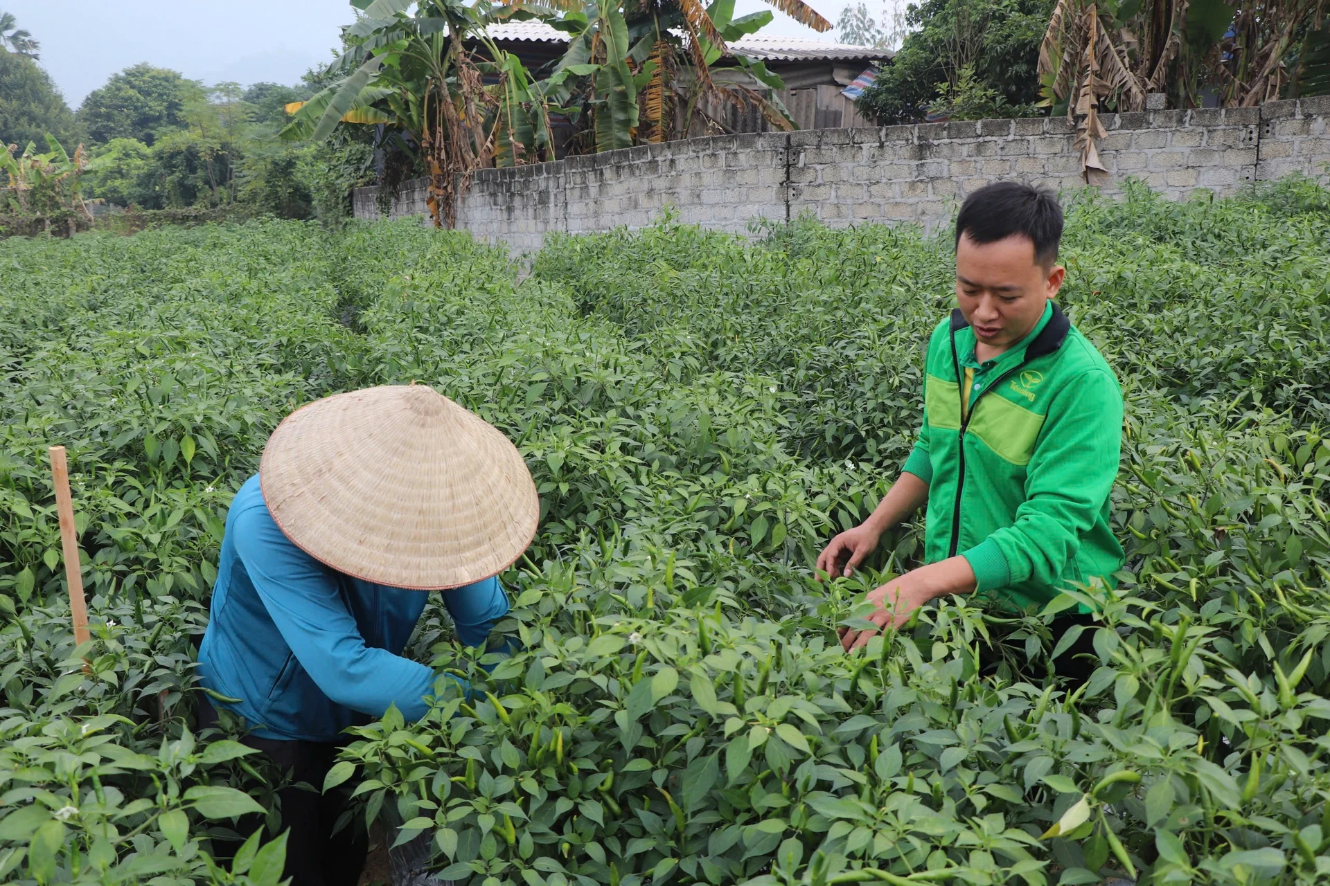 Loại quả tăng giá kỷ lục, nông dân Tuyên Quang thu gần tỷ đồng/vụ- Ảnh 1. Loại quả tăng giá kỷ lục, nông dân Tuyên Quang thu gần tỷ đồng/vụ- Ảnh 1.