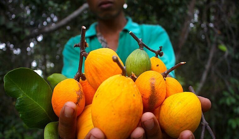 Loại quả xưa rụng thối gốc không ai nhặt, giá rẻ như cho nay thành đặc sản thành phố, 150.000 đồng/kg vẫn amp;#34;cháy hàngamp;#34; - 2