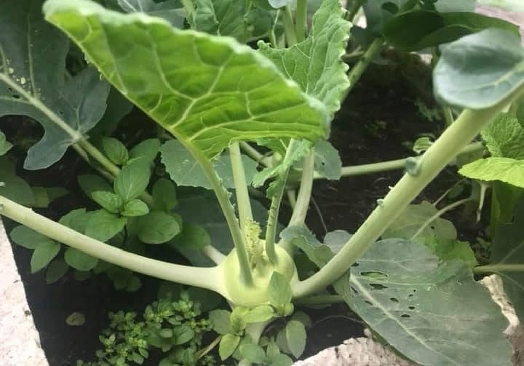 Loại rau được mệnh danh “thần dược” mùa đông bán đầy chợ Việt - 1