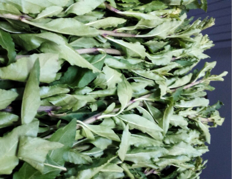 Loại rau xưa trồng ở bờ rào, bị xem như amp;#34;rácamp;#34; nay amp;#34;lên đờiamp;#34; thành đặc sản Lào Cai, có tiền cũng khó mua - 2