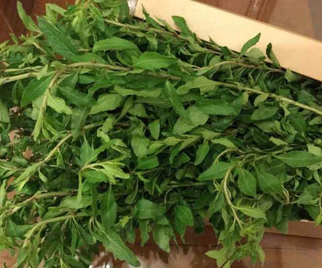 Loại rau xưa trồng ở bờ rào, bị xem như amp;#34;rácamp;#34; nay amp;#34;lên đờiamp;#34; thành đặc sản Lào Cai, có tiền cũng khó mua - 1