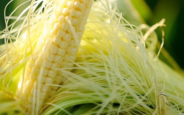 Loại thực phẩm giàu chất chống oxy hóa, bổ dưỡng cho mọi gia đình - 1