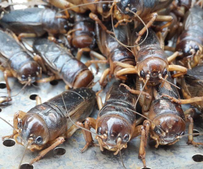 Loài vật nhìn đã rùng mình nay là đặc sản Đồng Nai dân sành ăn thích mê, cách săn bắt độc lạ chỉ dân chuyên biết - 1