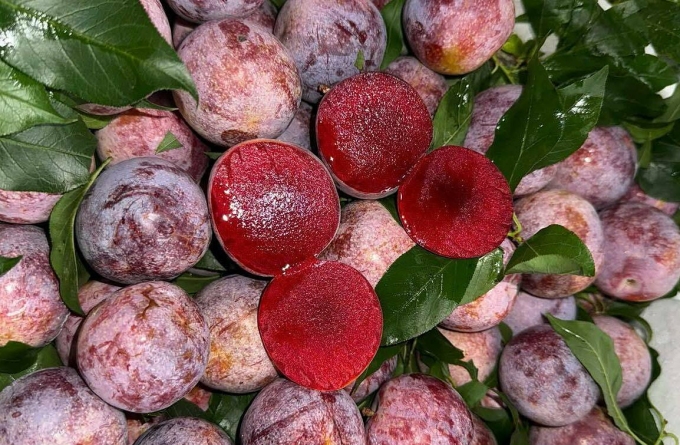 Mận có chỉ số đường huyết thấp. Ảnh: Anh Chi