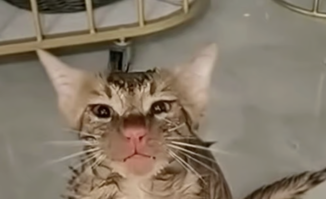 Mắc kẹt hơn 10 phút trong máy giặt đang quay, chú mèo sống sót kỳ diệu, chỉ bị chiếc mũi đỏ- Ảnh 1. Mắc kẹt hơn 10 phút trong máy giặt đang quay, chú mèo sống sót kỳ diệu, chỉ bị chiếc mũi đỏ- Ảnh 1.