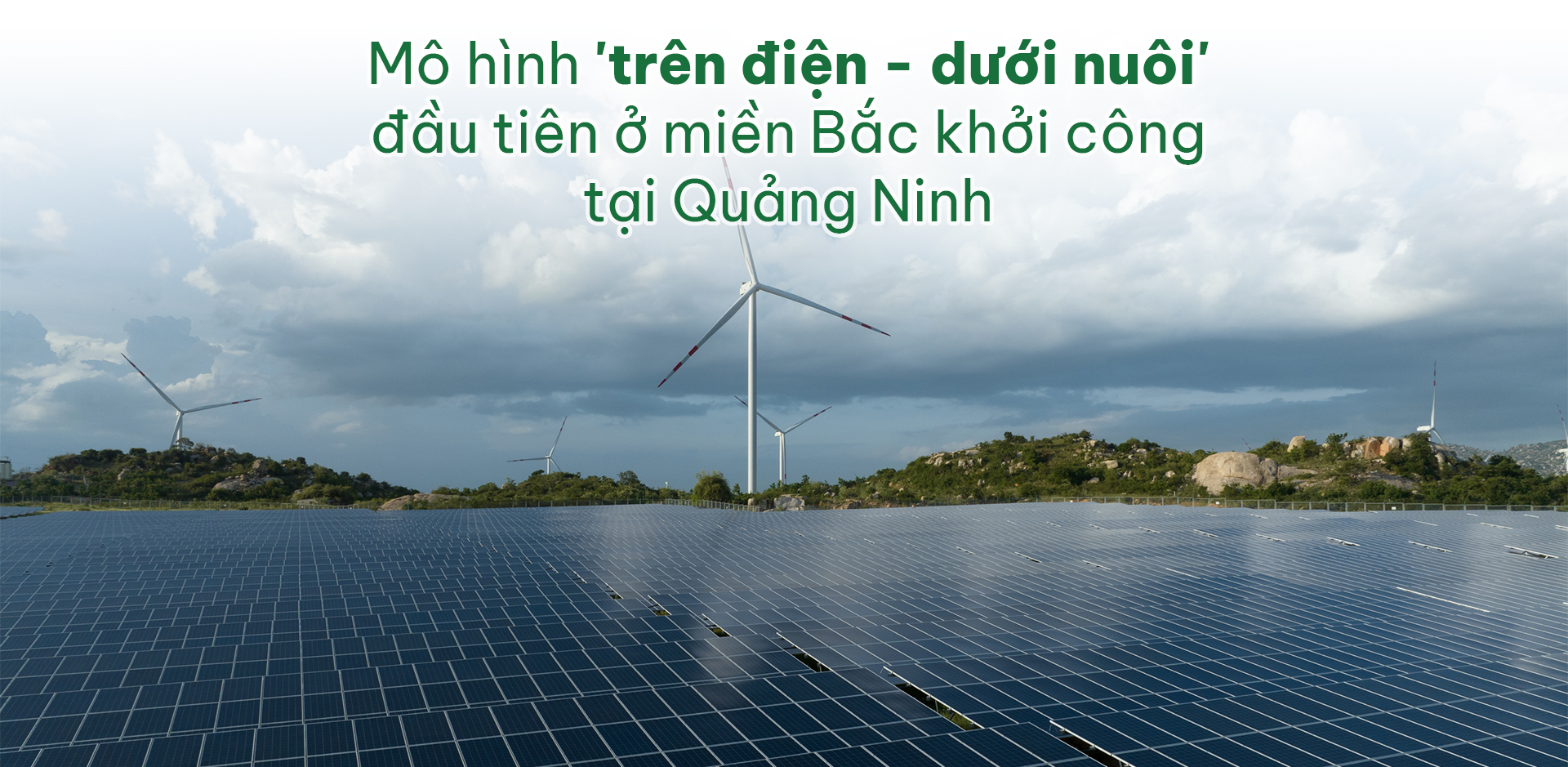 Mo hinh tren dien duoi nuoi dau tien o