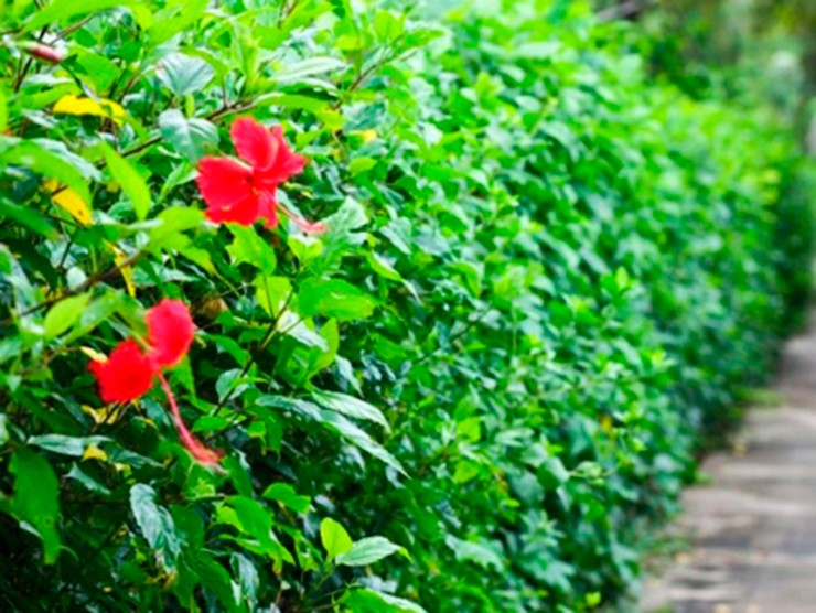 Người xưa dặn: Mồng 1 không thắp hương hoa màu đỏ này, đẹp nhưng 